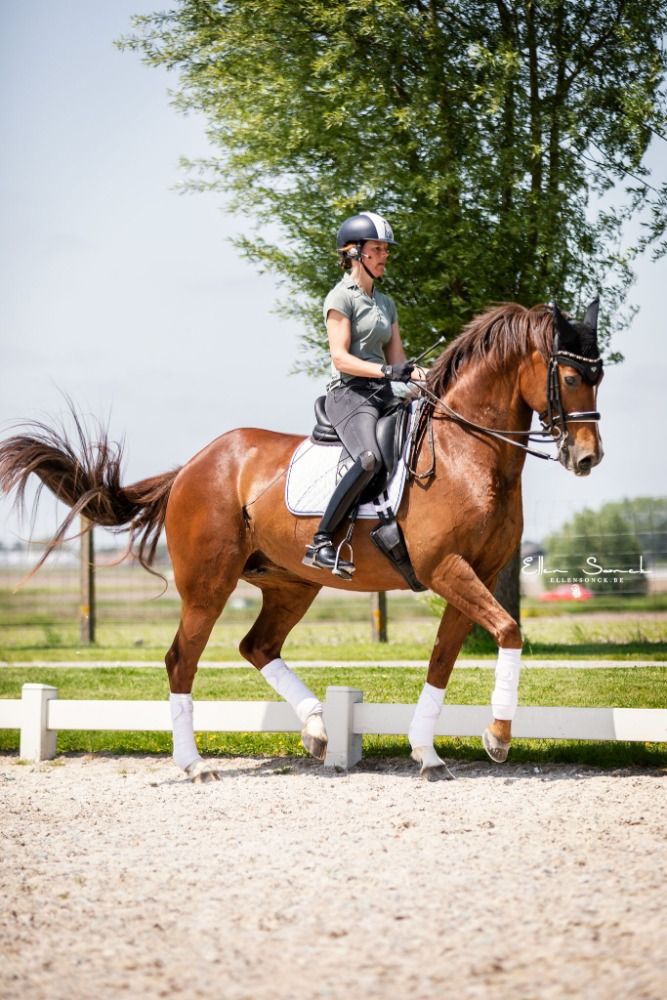 Oldenburg dressuurpaard Merrie 13 jaar Vos te koop - Foto 2