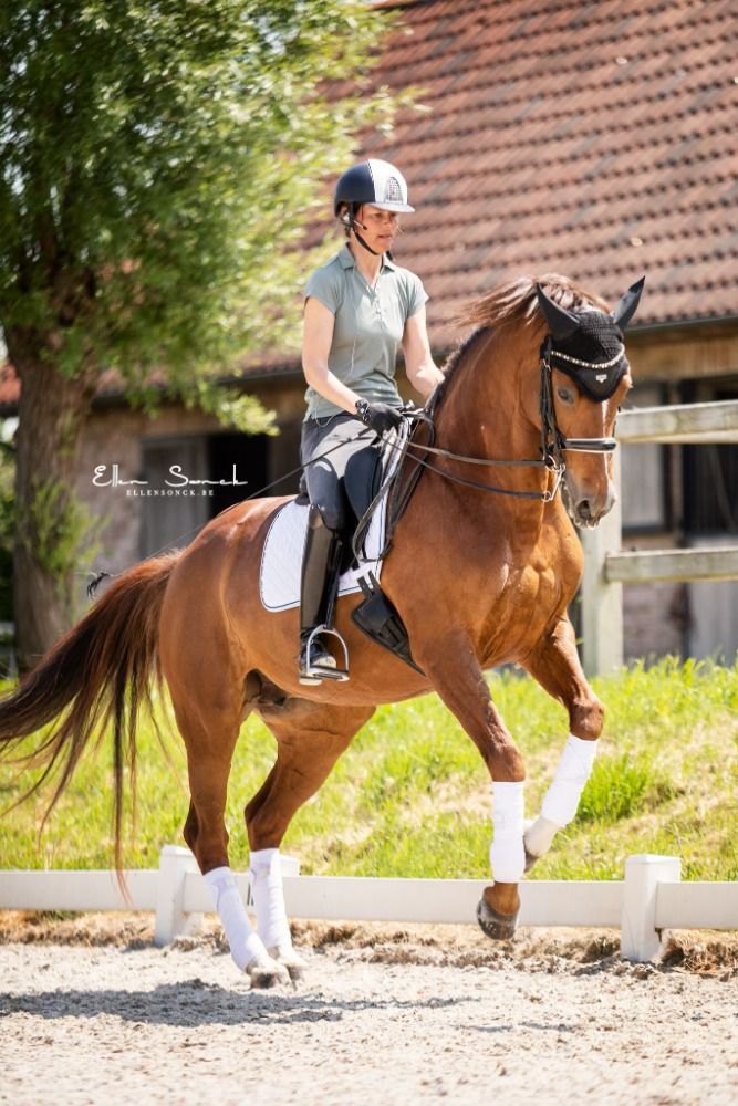 Oldenburg dressuurpaard Merrie 13 jaar Vos te koop - Foto 5