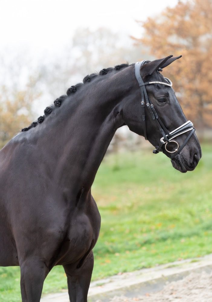 KWPN dressuurpaard Merrie 5 jaar Zwart te koop - Foto 3