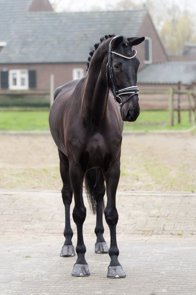KWPN dressuurpaard Merrie 5 jaar Zwart te koop - Foto 2