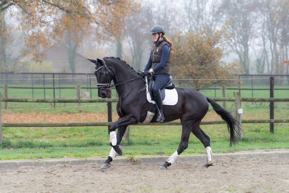 KWPN dressuurpaard Merrie 5 jaar Zwart te koop - Foto 5