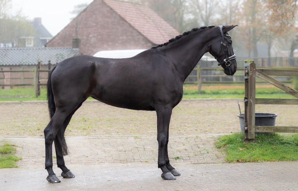 KWPN dressuurpaard Merrie 5 jaar Zwart te koop - Foto 4