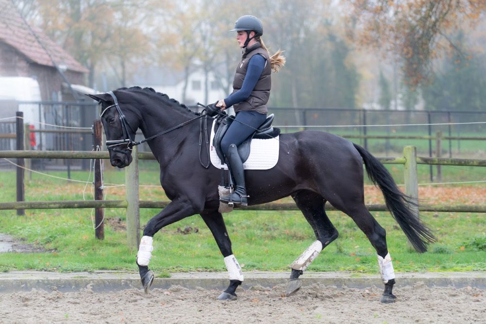 Brave 5 jarige merrie van Livius