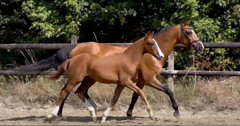Zangersheide springpaard Merrie 1 years old vos for sale - Photo 3