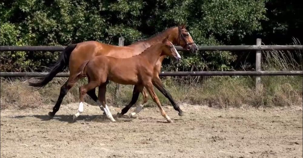 Elegance v/h Gouden Bit Z (v. Epleaser Van T Heike Z)