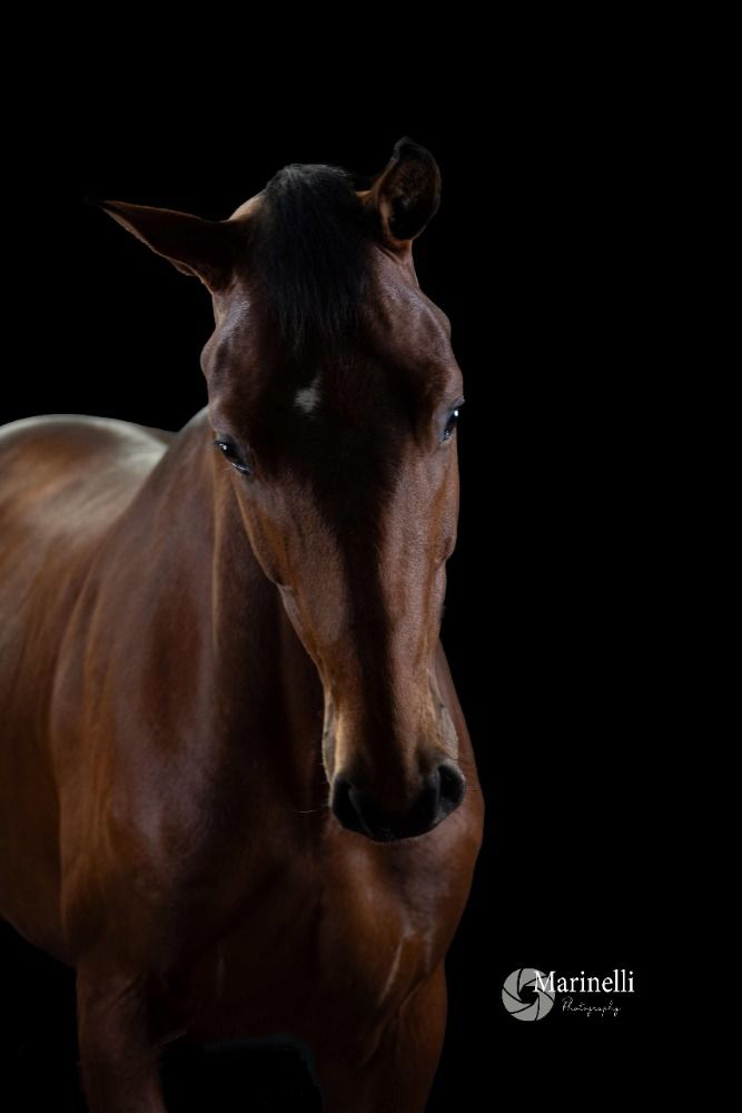 KWPN dressuurpaard Ruin 5 jaar Bruin te koop - Foto 2