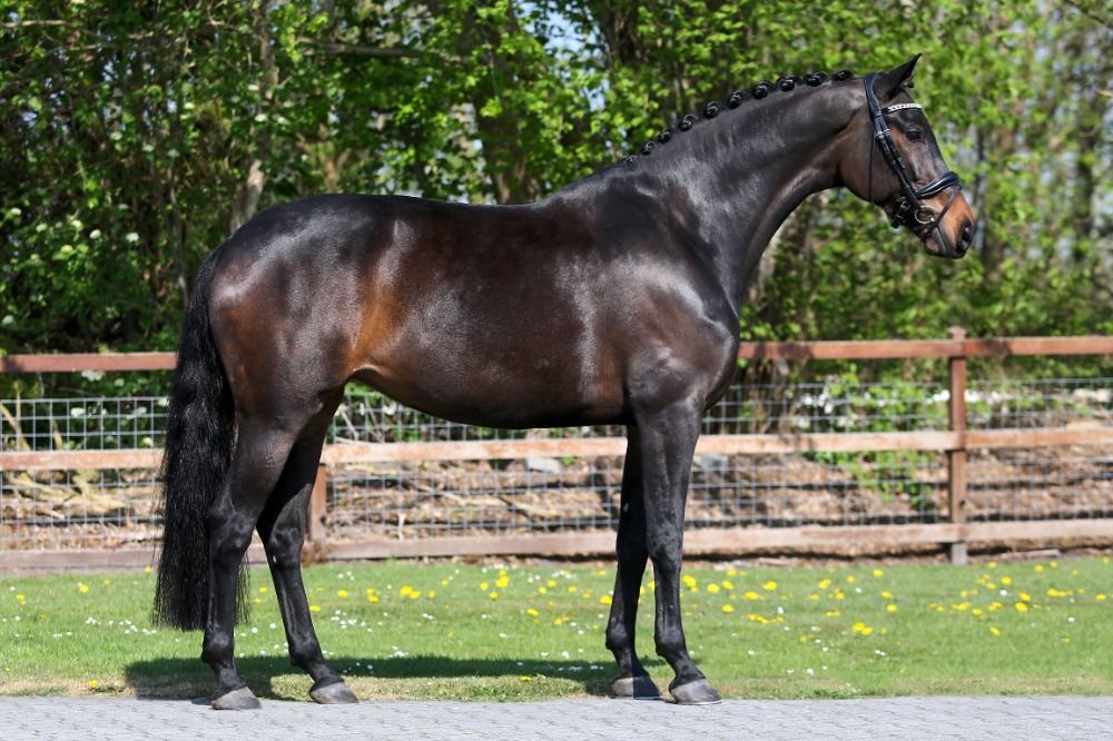 KWPN dressuurpaard Merrie 4 jaar Donkerbruin te koop - Foto 2