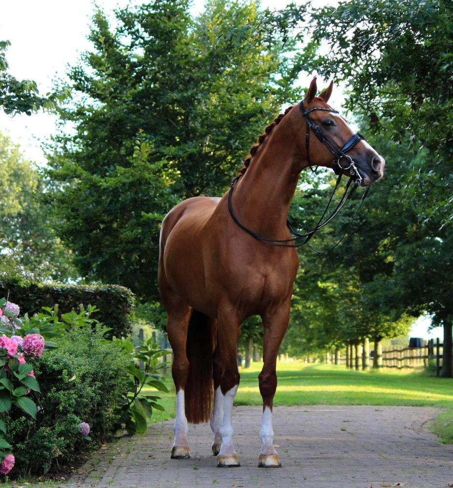 KWPN dressuurpaard Ruin 15 jaar Vos te koop - Foto 5