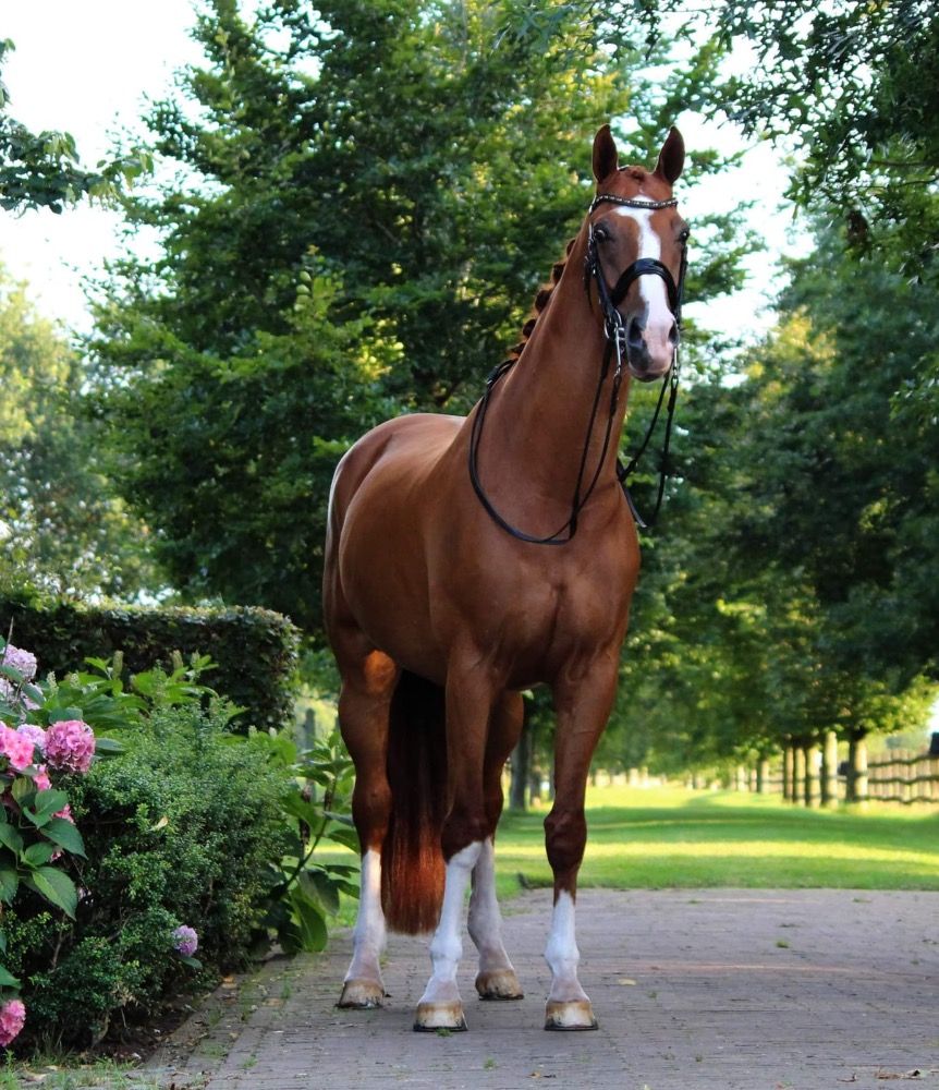 KWPN dressuurpaard Ruin 15 jaar Vos te koop - Foto 3