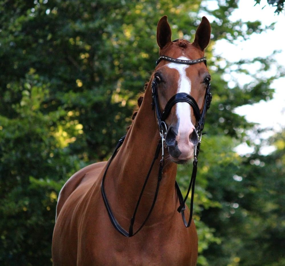 Prix st George Paard