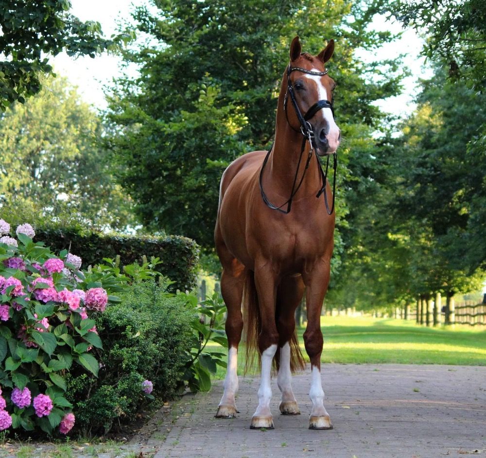 KWPN dressuurpaard Ruin 15 jaar Vos te koop - Foto 4