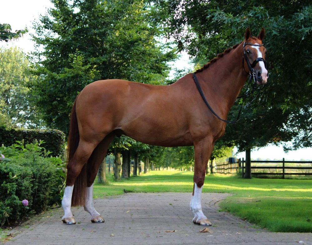 KWPN dressuurpaard Ruin 15 jaar Vos te koop - Foto 2