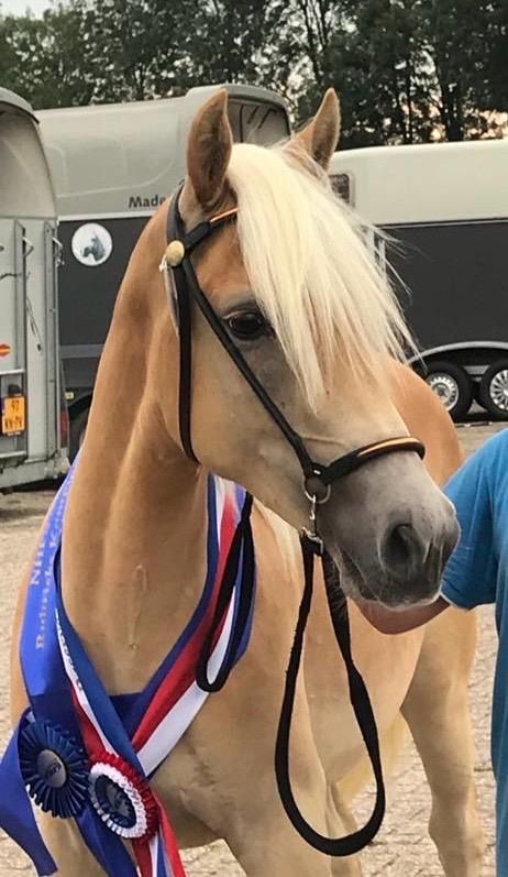 Haflinger allround-pony Merrie 7 jaar te koop - Foto 5