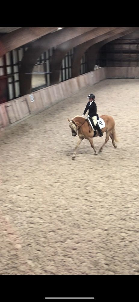 Haflinger allround-pony Merrie 7 jaar te koop - Foto 2