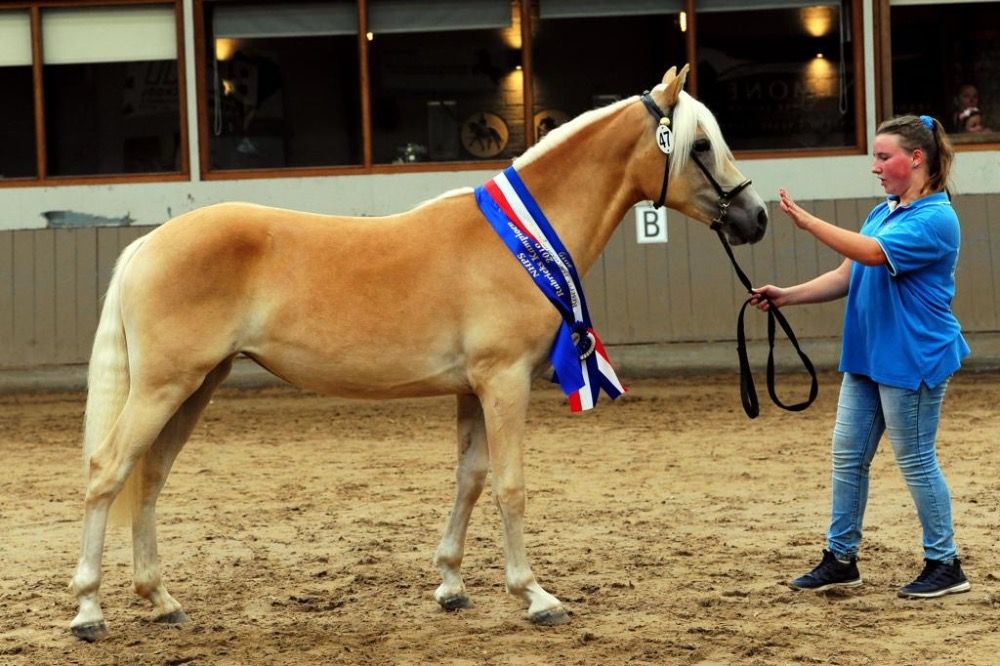 Haflinger allround-pony Merrie 7 jaar te koop - Foto 6