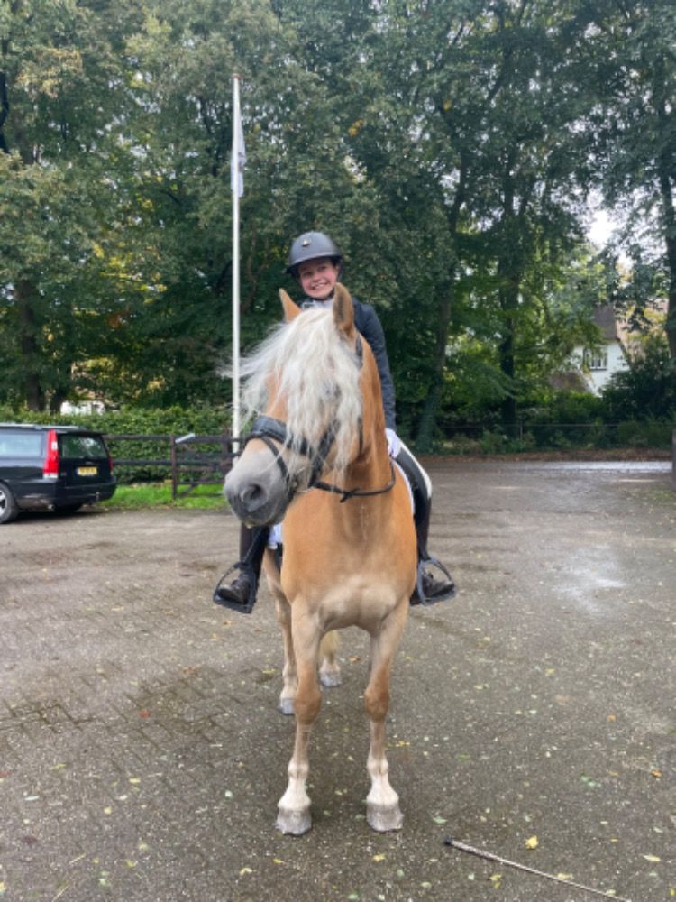 Sport-Haflinger te koop