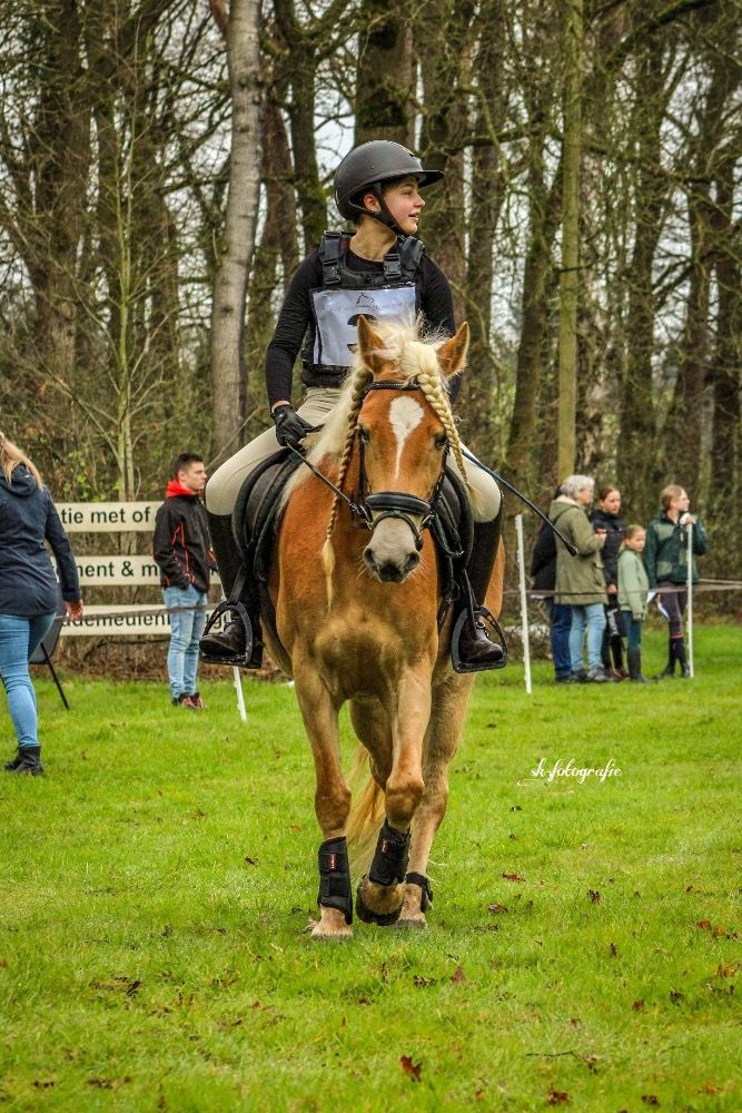 Haflinger allround-pony Merrie 7 jaar te koop - Foto 4