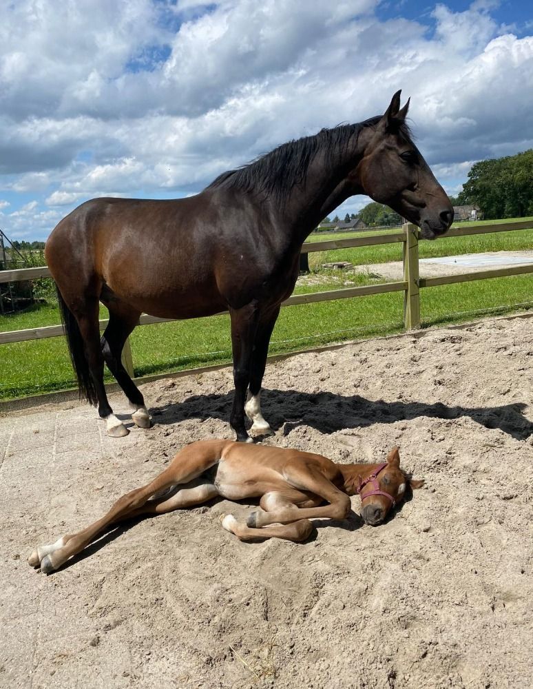 KWPN dressuurpaard Merrie 14 jaar te koop - Hoofdfoto