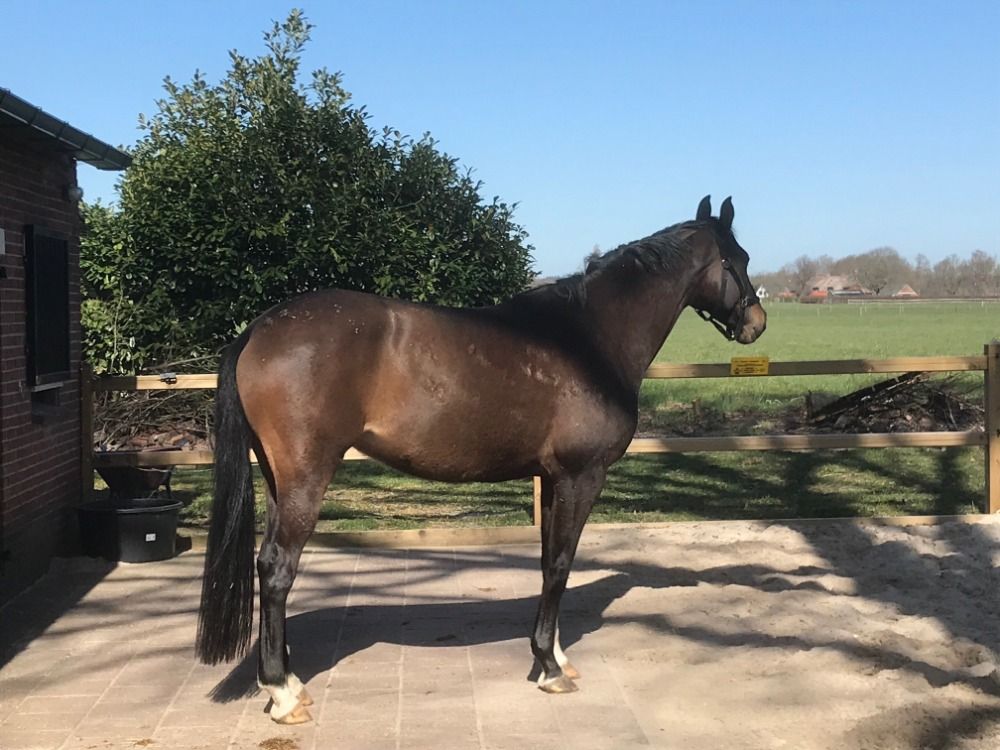 KWPN dressuurpaard Merrie 14 jaar te koop - Foto 2