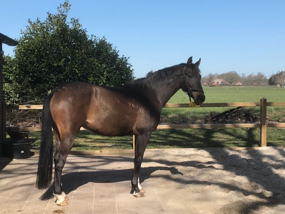 KWPN dressuurpaard Merrie 14 jaar te koop - Foto 3