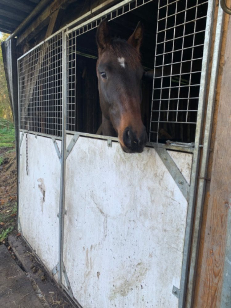 KWPN dressuurpaard Ruin 2 jaar Donkerbruin te koop - Foto 4