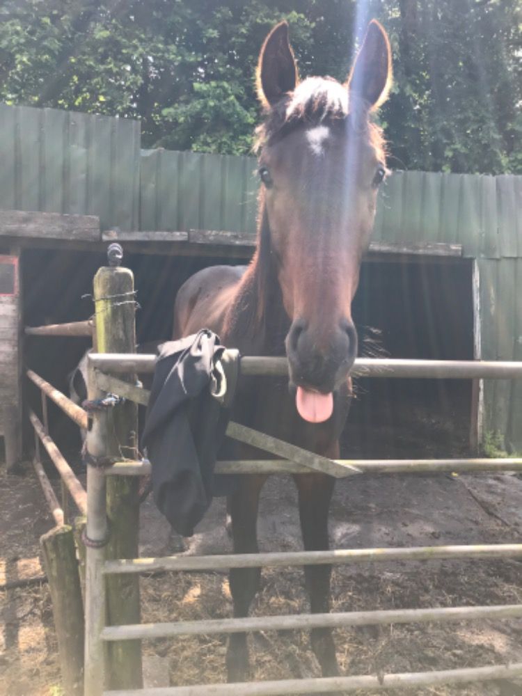 KWPN dressuurpaard Ruin 2 jaar Donkerbruin te koop - Foto 2