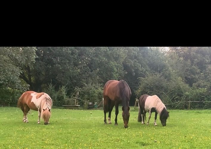 2,5 jarige Ruin