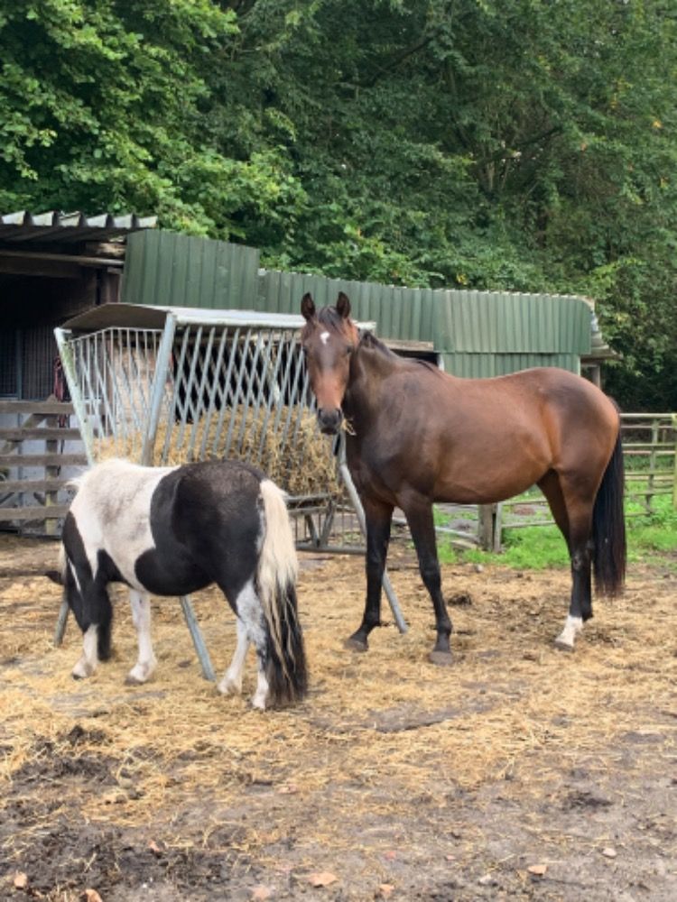 KWPN dressuurpaard Ruin 2 jaar Donkerbruin te koop - Foto 6