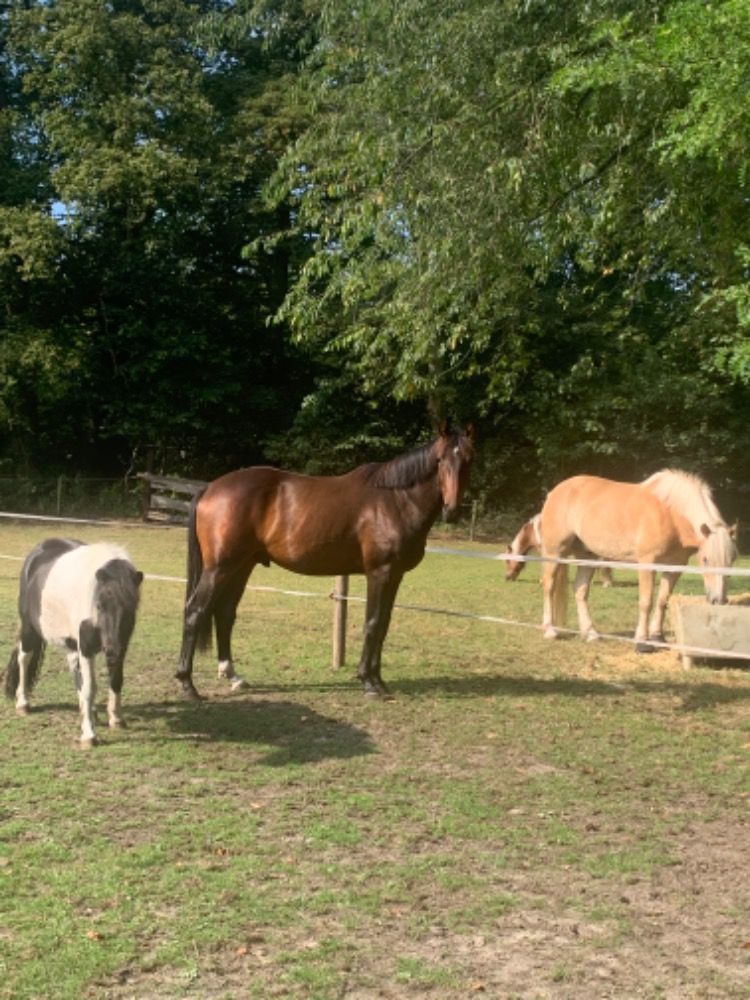 KWPN dressuurpaard Ruin 2 jaar Donkerbruin te koop - Foto 5