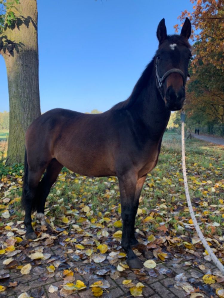 KWPN dressuurpaard Ruin 2 jaar Donkerbruin te koop - Foto 3