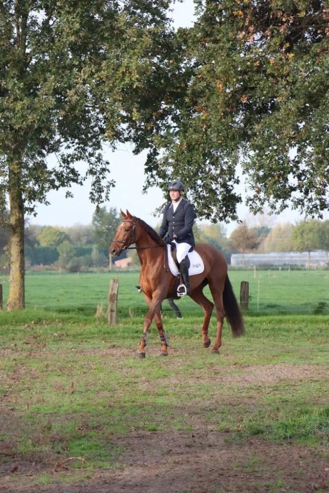 bwp springpaard merrie 10 years old vos for sale - Photo 6