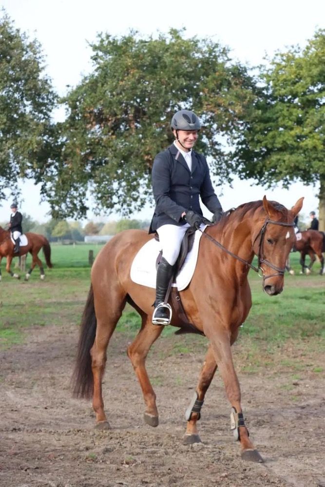 bwp springpaard merrie 10 years old vos for sale - Photo 2