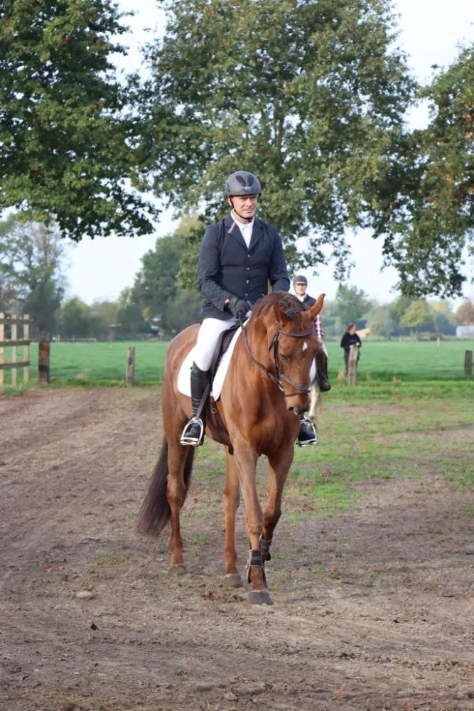 bwp springpaard merrie 10 years old vos for sale - Photo 5