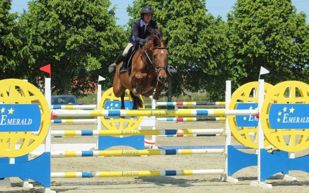 bwp springpaard merrie 10 years old vos for sale - Photo 4