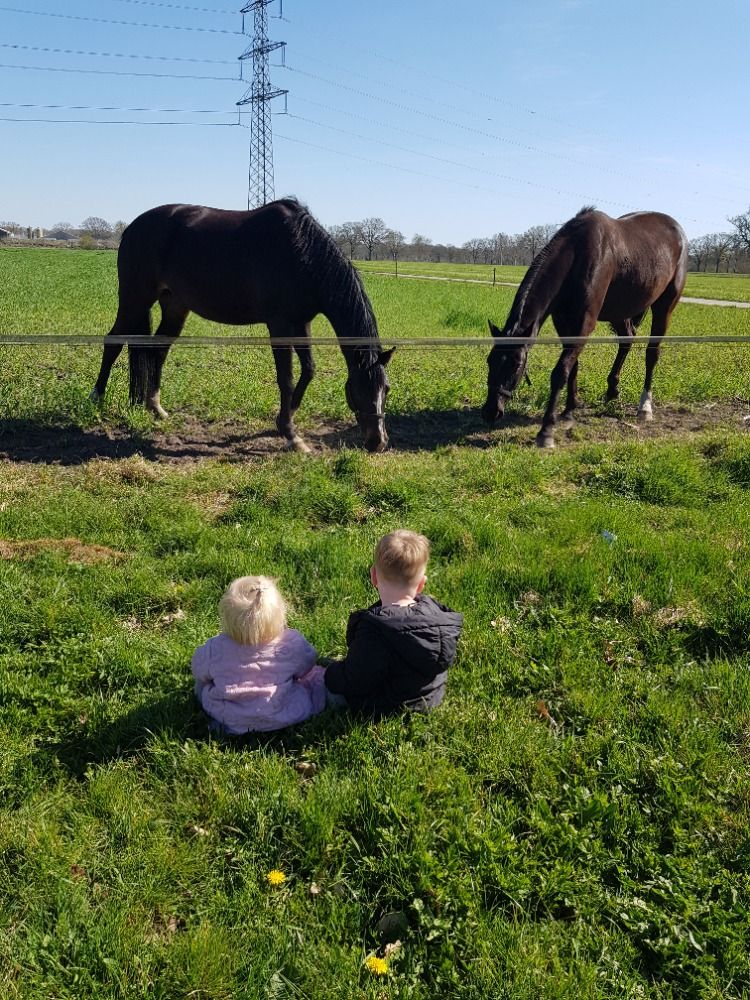 Te Koop Dressuurpaard wegens beindigen hobby