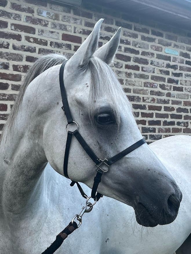 Arabier endurance paard Ruin 6 jaar Schimmel te koop - Foto 2
