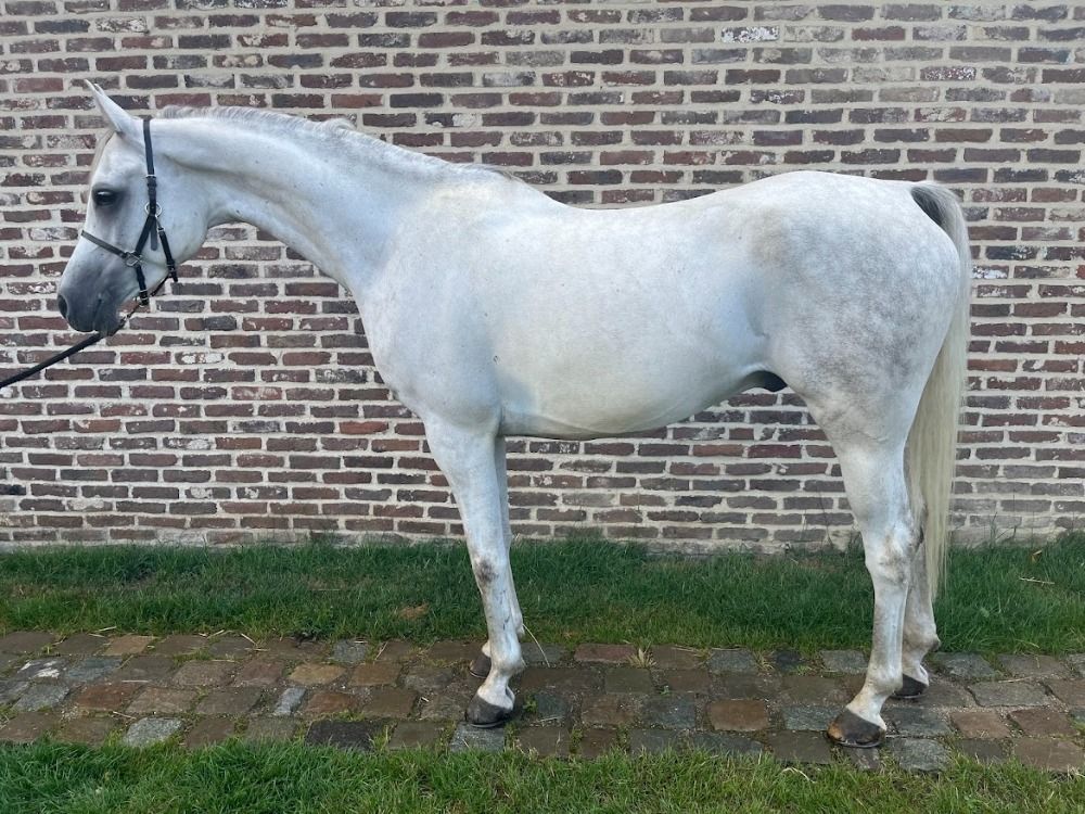 Beloftevolle 6-jarige volbloed arabier
