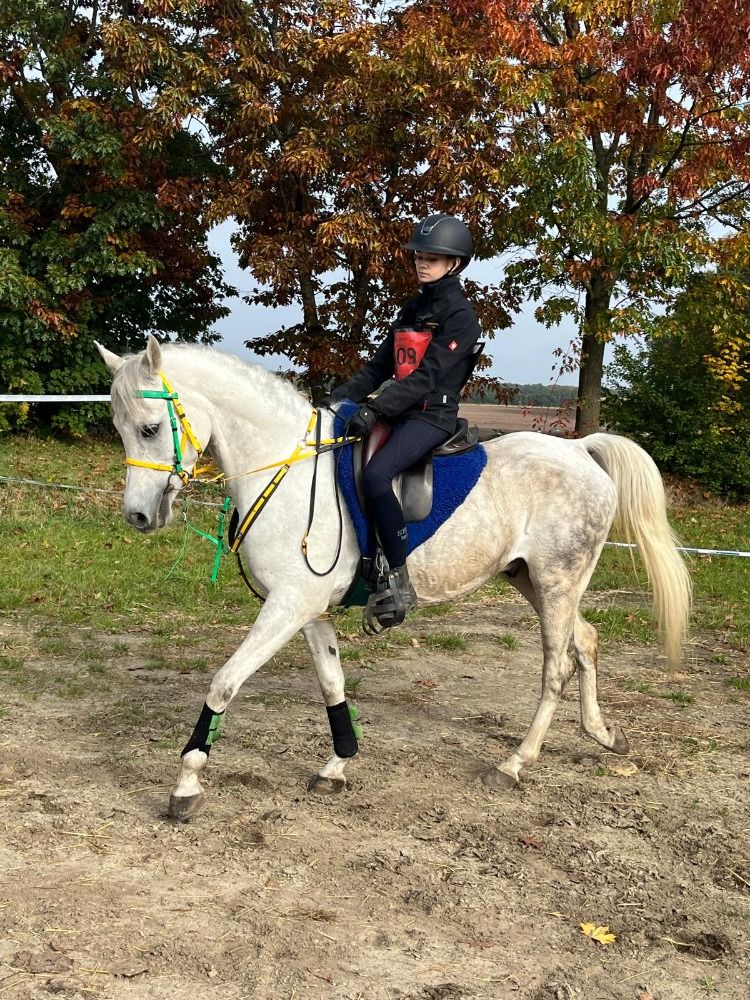 Arabier endurance paard Ruin 6 jaar Schimmel te koop - Foto 3