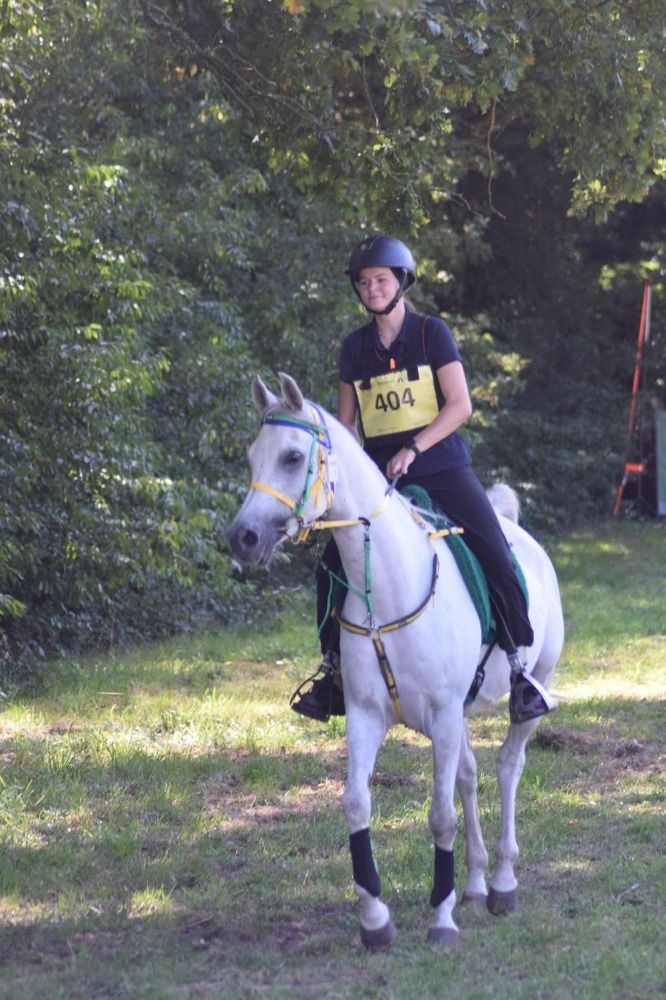Arabier endurance paard Ruin 6 jaar Schimmel te koop - Foto 4