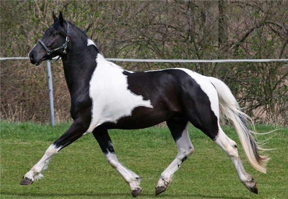 Ander stamboek recreatie paard Hengst 10 years old Andere for sale - Photo 2