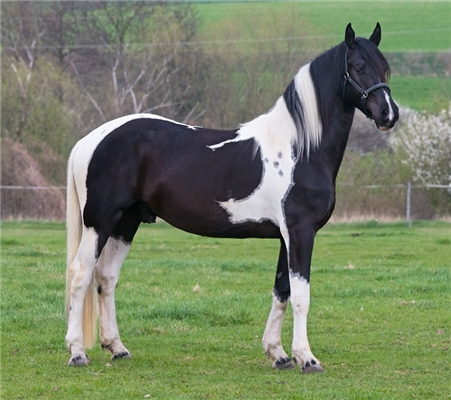 Ander stamboek recreatie paard Hengst 10 years old Andere for sale - Photo 3