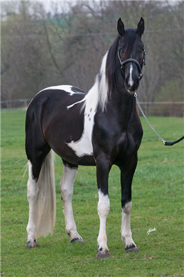 Barock Pinto 種牡馬