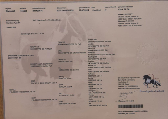 Ander stamboek recreatie paard Hengst 10 years old Andere for sale - Photo 4