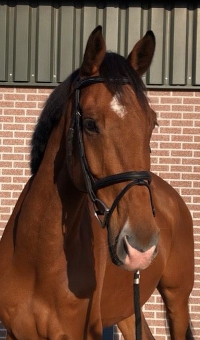 Grote brave ruin van de hengst Dominator