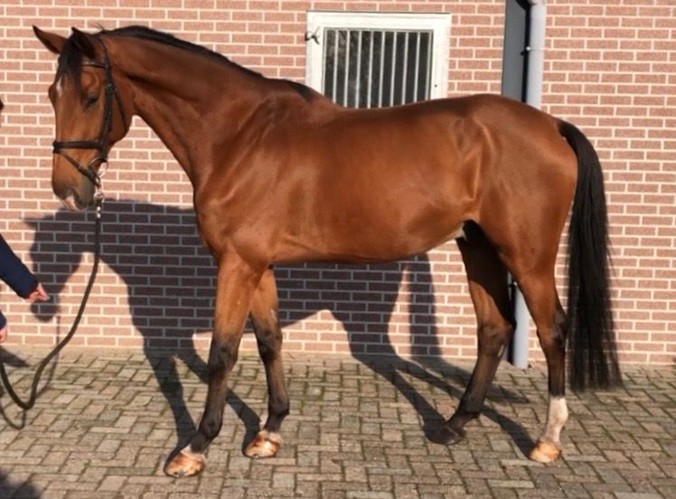 Zangersheide allrounder Ruin 9 jaar Bruin te koop - Foto 2