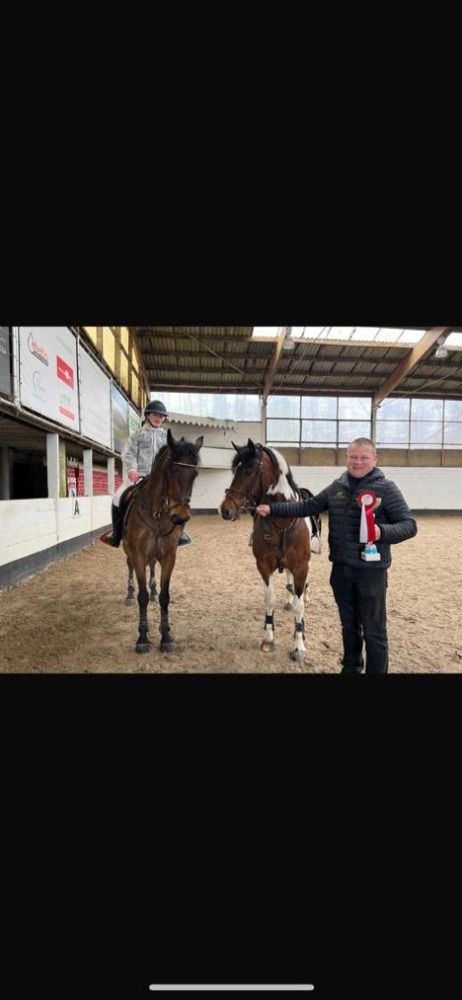 Connemara springpony Ruin 16 jaar Bruin te koop - Foto 2