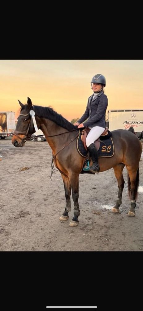 Connemara springpony Ruin 16 jaar Bruin te koop - Foto 5