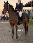 Connemara springpony Ruin 16 jaar Bruin te koop - Foto 4