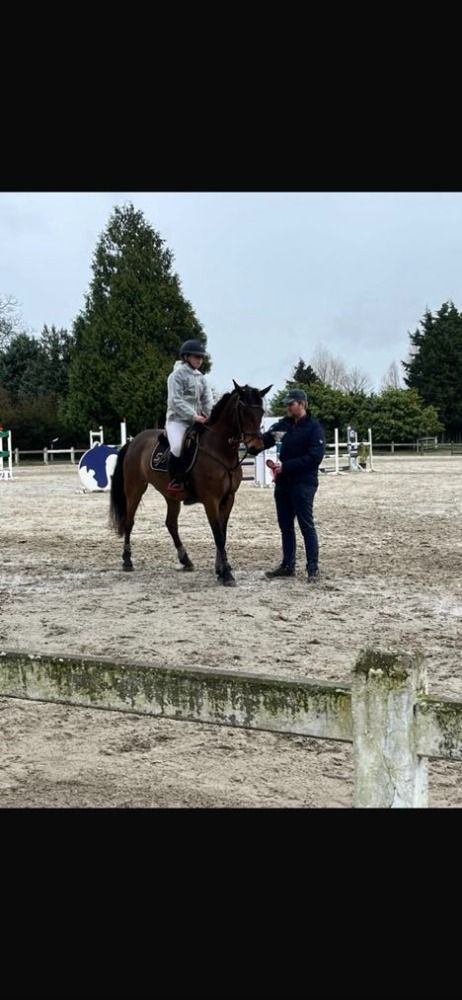 Connemara springpony Ruin 16 jaar Bruin te koop - Foto 3