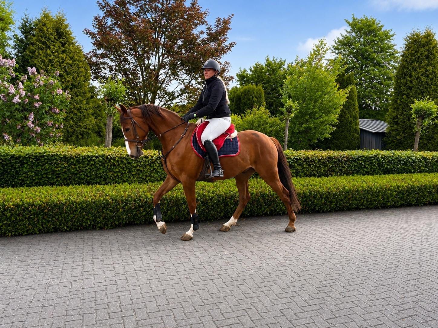 kwpn springpaard ruin 4 år vos till salu - Foto 3